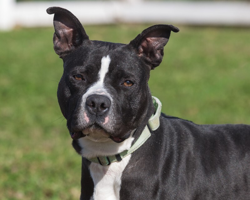 View Found Dog Photo #8