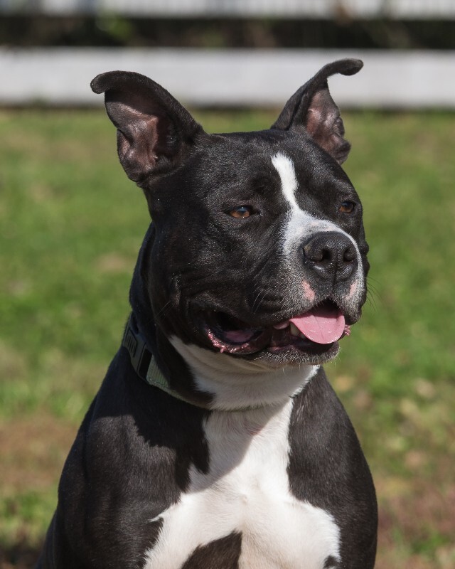 View Found Dog Photo #5