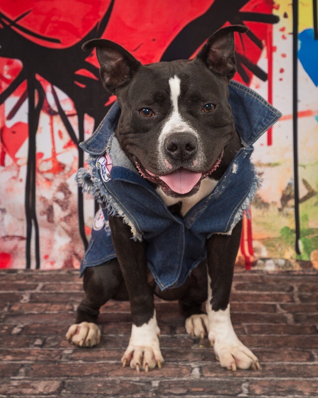 View Found Dog Photo #2