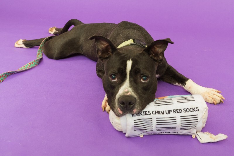 View Found Dog Photo #4