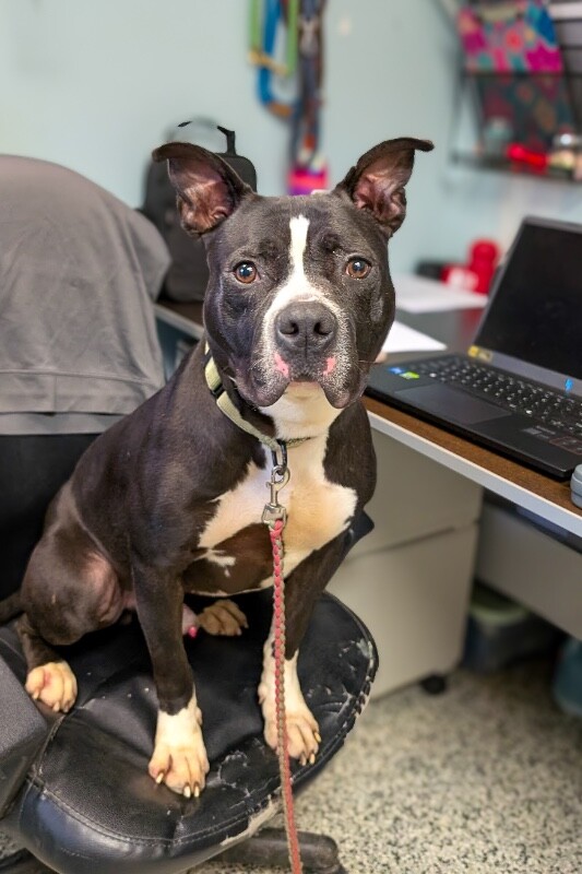 View Found Dog Photo #1