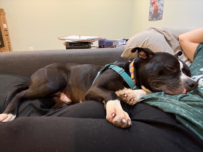 View Bier Haus the Dog Photo #3