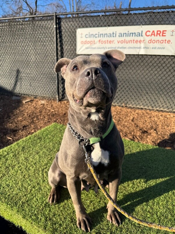 View Bingo the Dog Photo #3