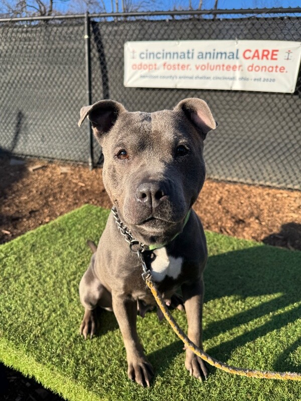 View Bingo the Dog Photo #6