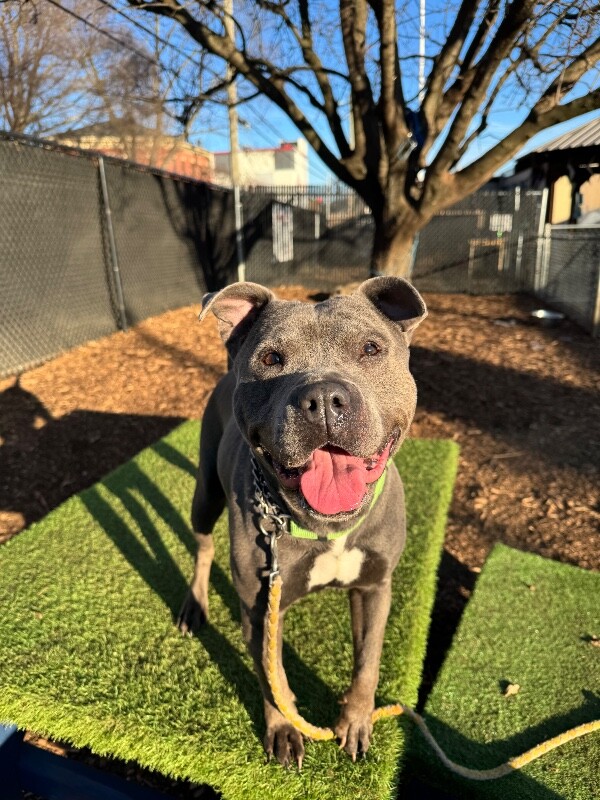 View Bingo the Dog Photo #8