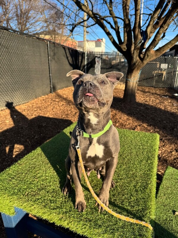 View Bingo the Dog Photo #12