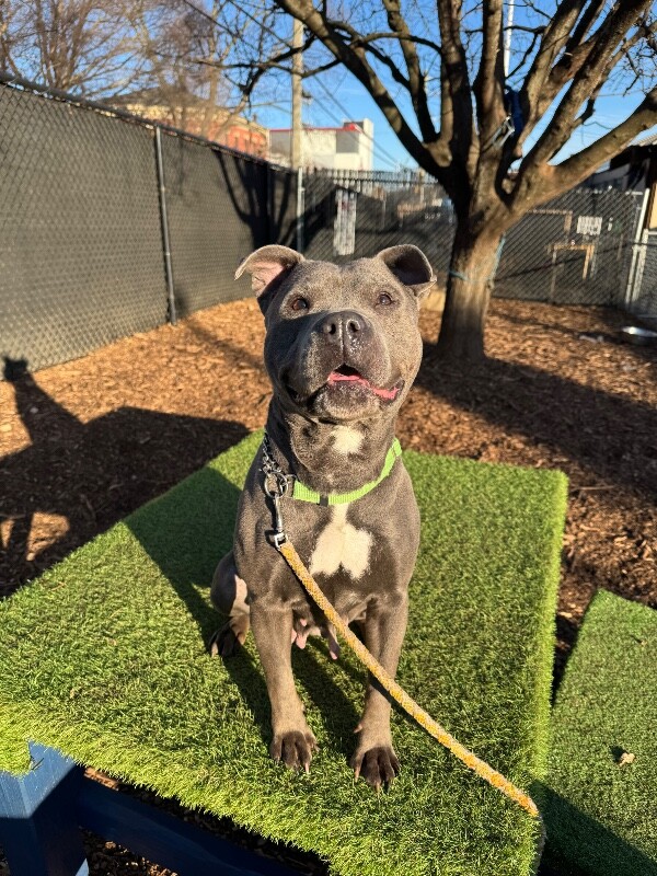 View Bingo the Dog Photo #13