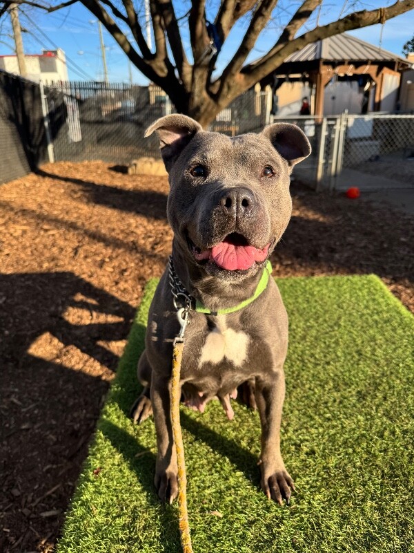 View Bingo the Dog Photo #9