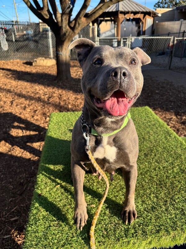 View Bingo the Dog Photo #7