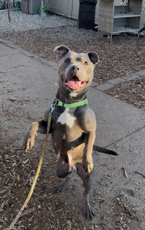 View Bingo the Dog Photo #5