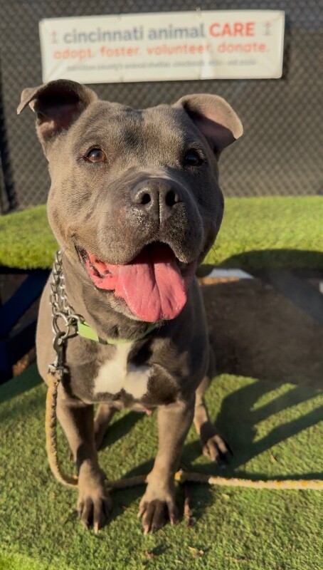 View Bingo the Dog Photo #10