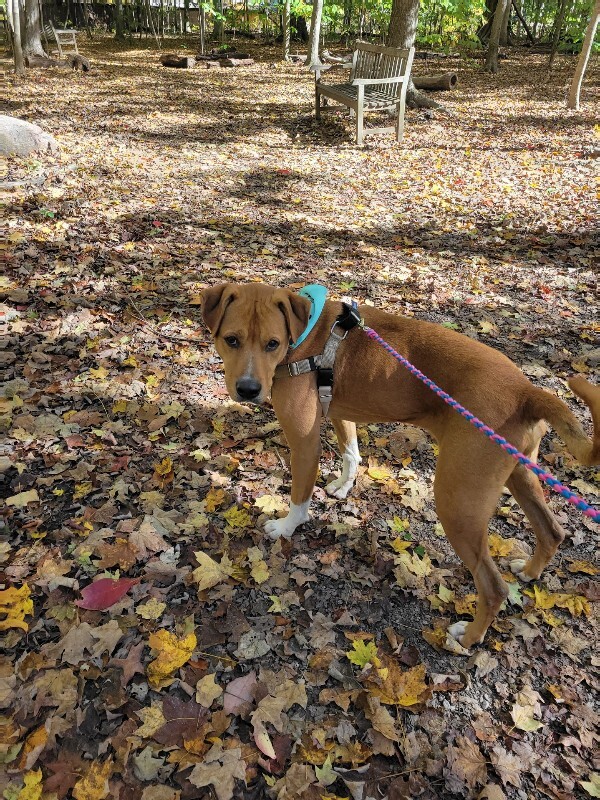 View Peanut Butter the Dog Photo #12