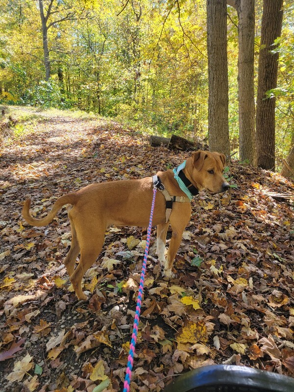 View Peanut Butter the Dog Photo #11