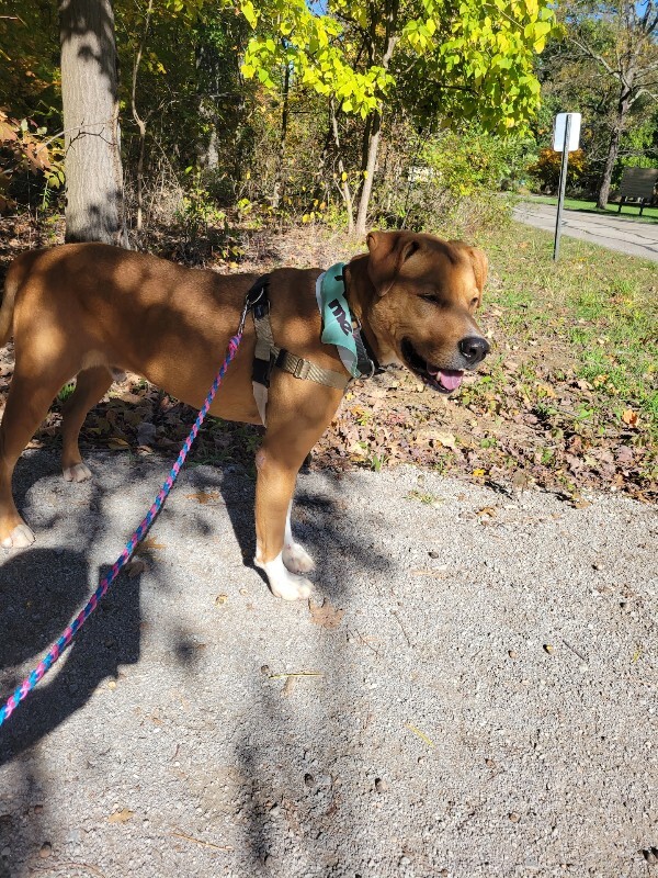 View Peanut Butter the Dog Photo #9