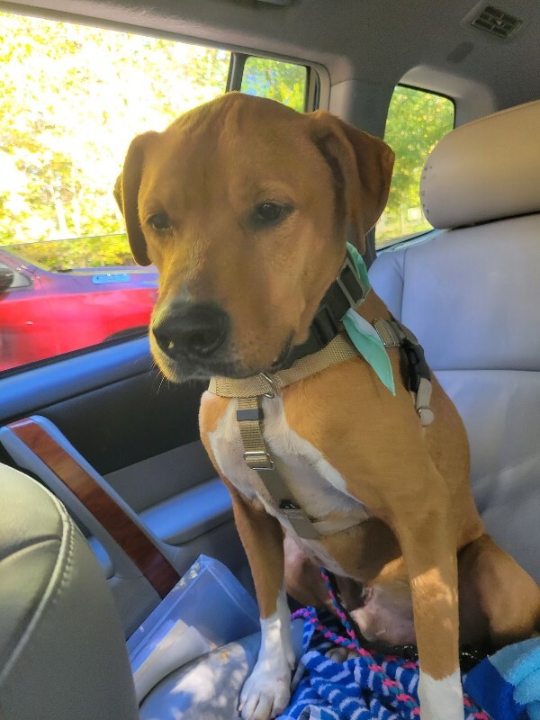 View Peanut Butter the Dog Photo #10