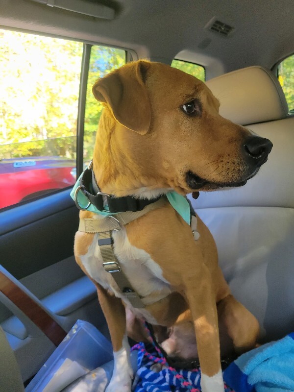 View Peanut Butter the Dog Photo #5