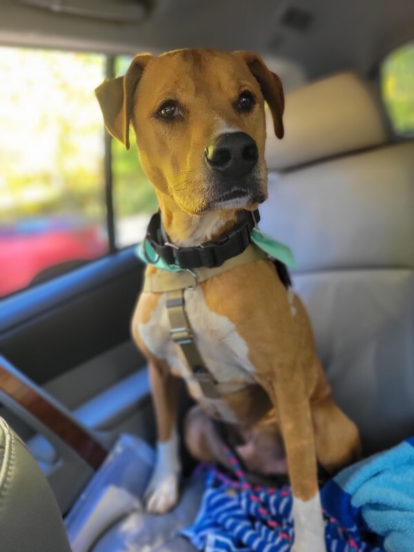 View Peanut Butter the Dog Photo #3