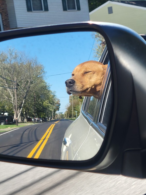 View Peanut Butter the Dog Photo #8