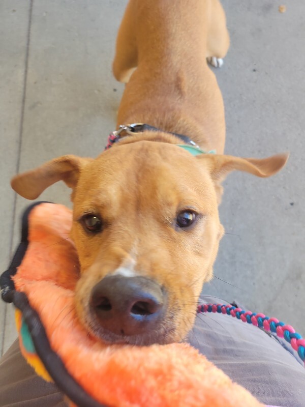 View Peanut Butter the Dog Photo #6