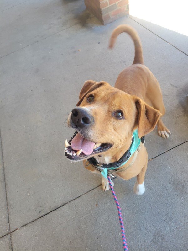 View Peanut Butter the Dog Photo #7