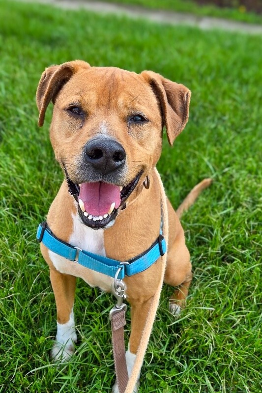 View Peanut Butter the Dog Photo #2