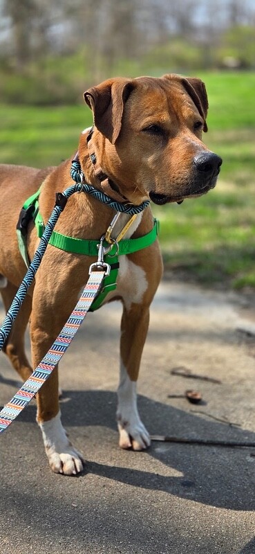 View Peanut Butter the Dog Photo #17