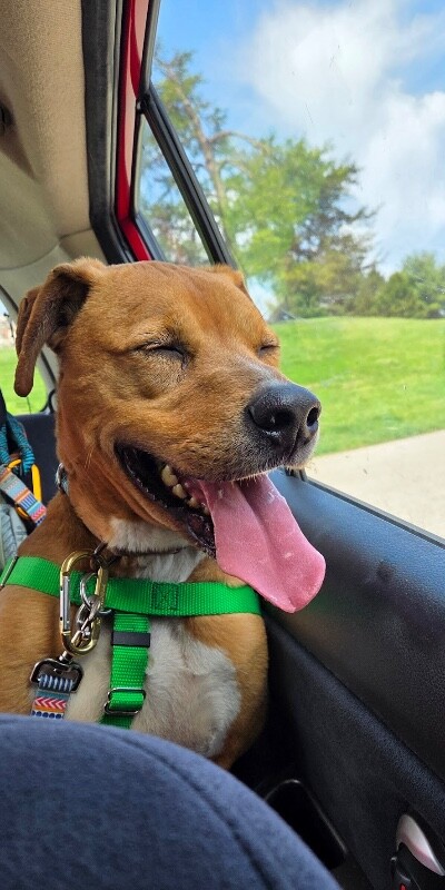 View Peanut Butter the Dog Photo #11