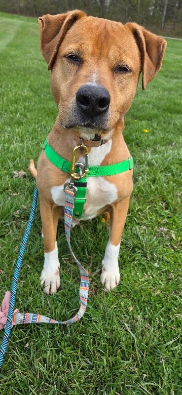 View Peanut Butter the Dog Photo #16