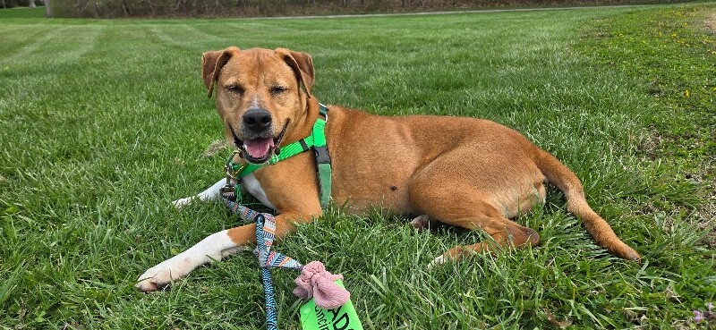 View Peanut Butter the Dog Photo #3