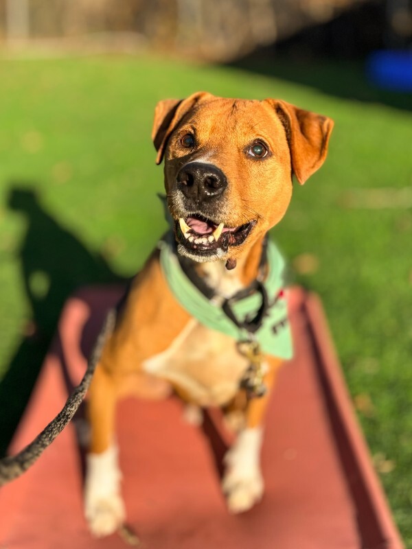 View Peanut Butter the Dog Photo #2