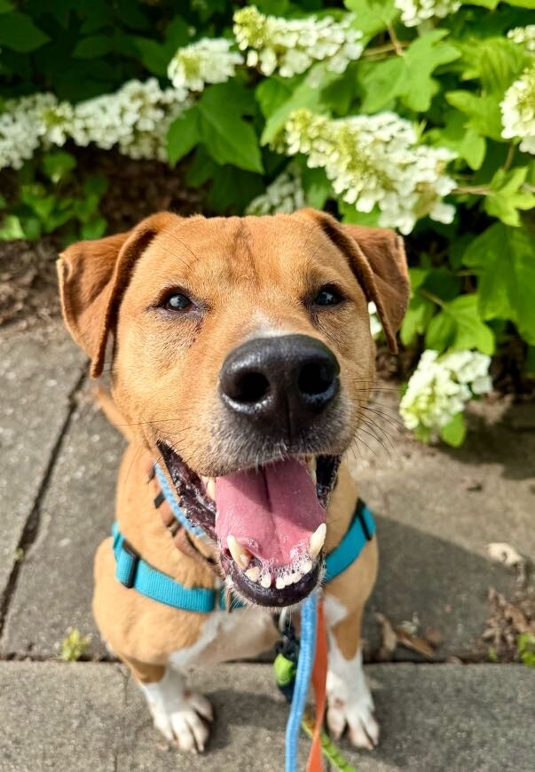 Learn More About Peanut Butter Peanut Butter - Dog
