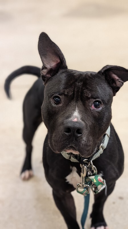 View Aquaman the Dog Photo #11