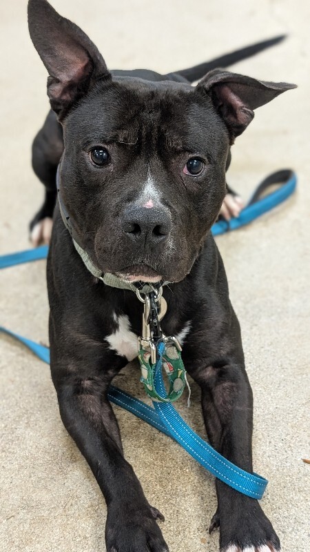 View Aquaman the Dog Photo #4