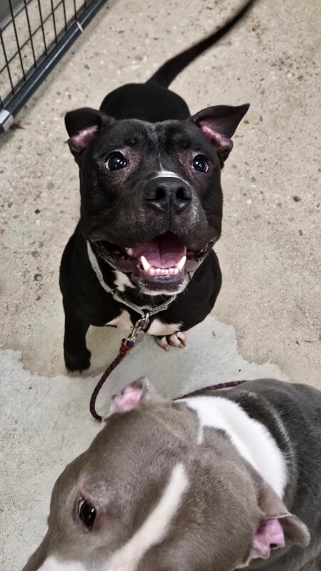 View Aquaman the Dog Photo #12