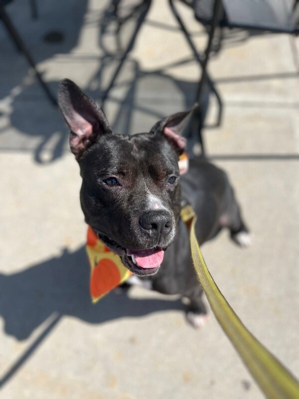 View Aquaman the Dog Photo #2