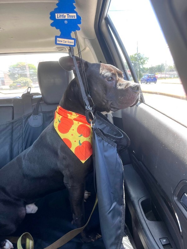 View Aquaman the Dog Photo #6