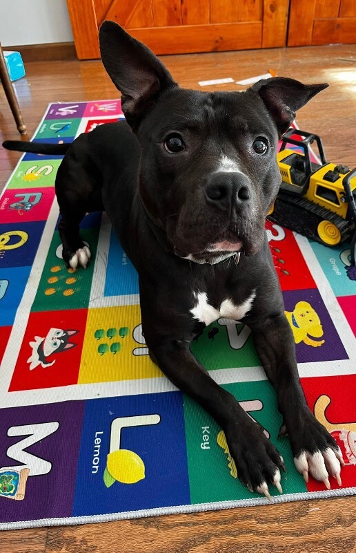 View Aquaman the Dog Photo #10