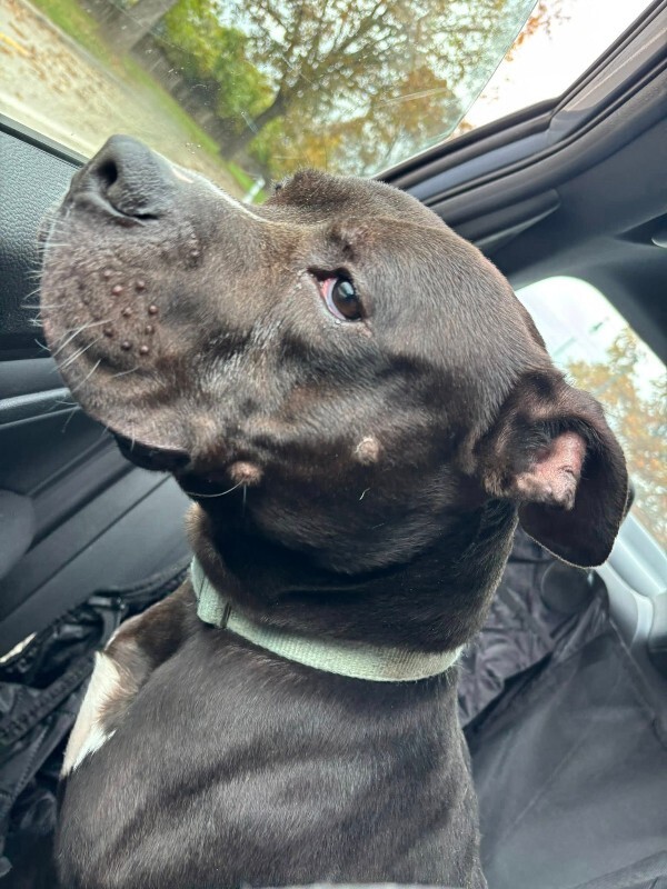 View Aquaman the Dog Photo #9