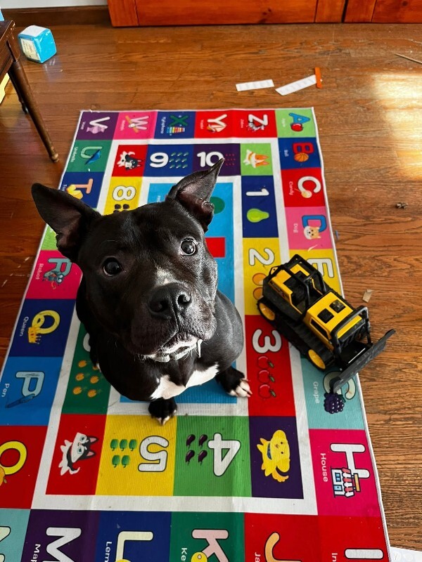 View Aquaman the Dog Photo #5