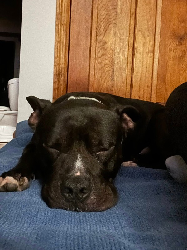 View Aquaman the Dog Photo #8