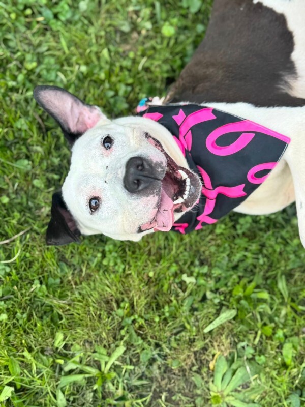 View Mood Ring the Dog Photo #5