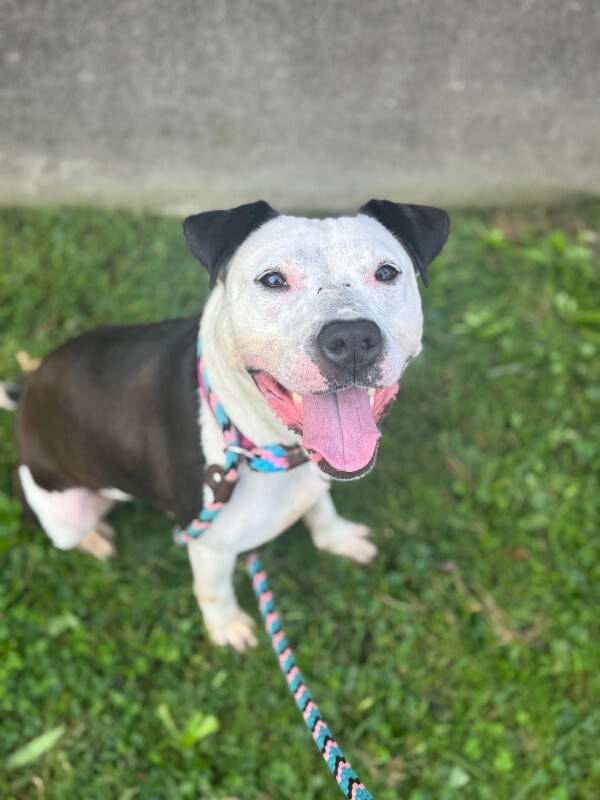 View Mood Ring the Dog Photo #11