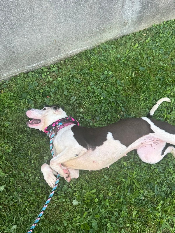 View Mood Ring the Dog Photo #13