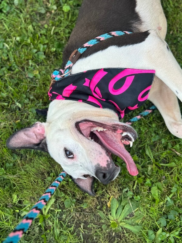 View Mood Ring the Dog Photo #10