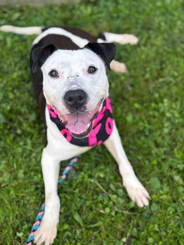 View Mood Ring the Dog Photo #8