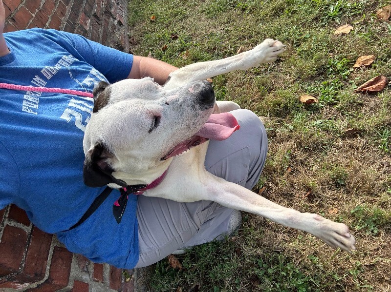 View Mood Ring the Dog Photo #12