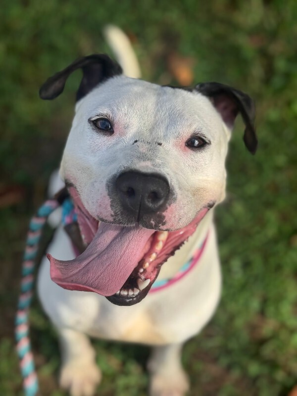 View Mood Ring the Dog Photo #9