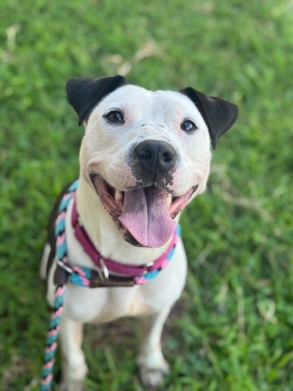 View Mood Ring the Dog Photo #6