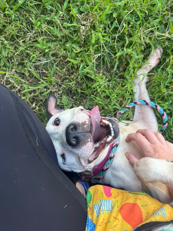 View Mood Ring the Dog Photo #7