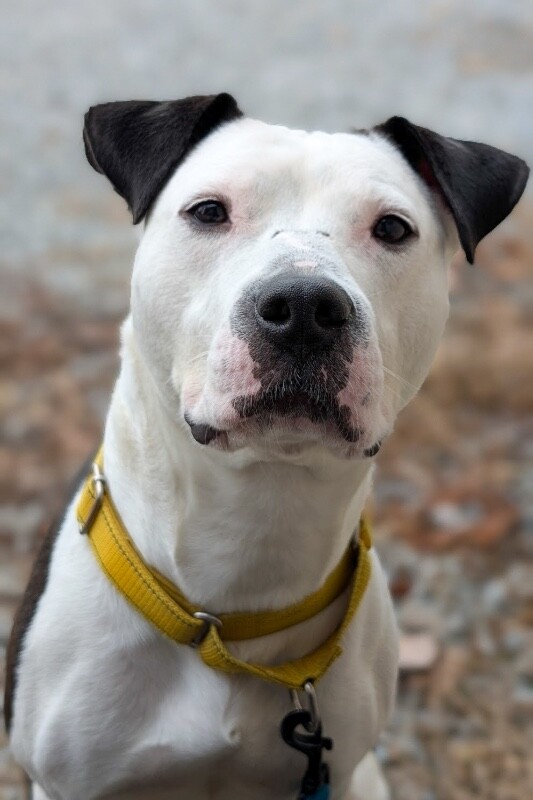 View Mood Ring the Dog Photo #14